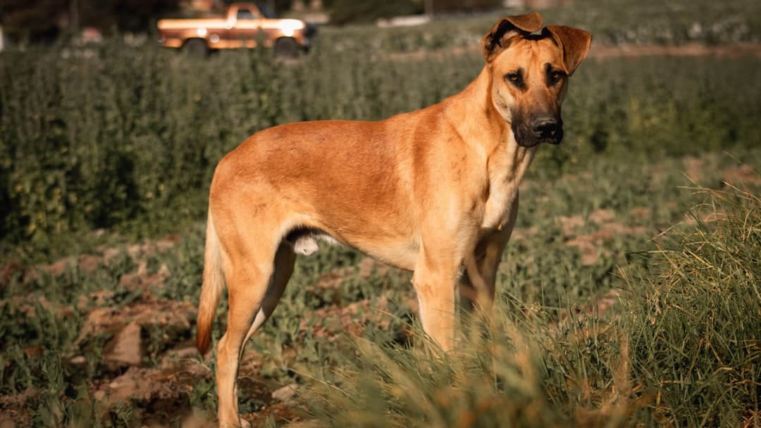 Experts Discover Why Some Dogs Get Cancer and Others Don't 3 can large dogs like great danes get cancer
