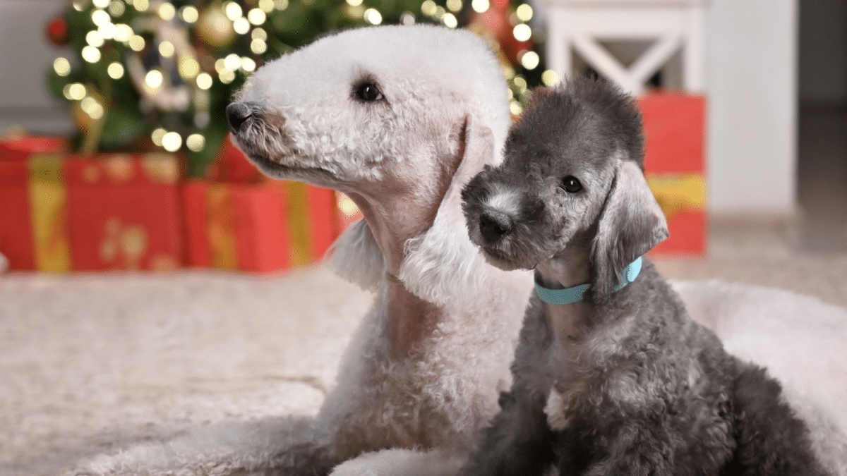 10 Dog Breeds For Cozy Apartment Living 11 Bedlington Terrier