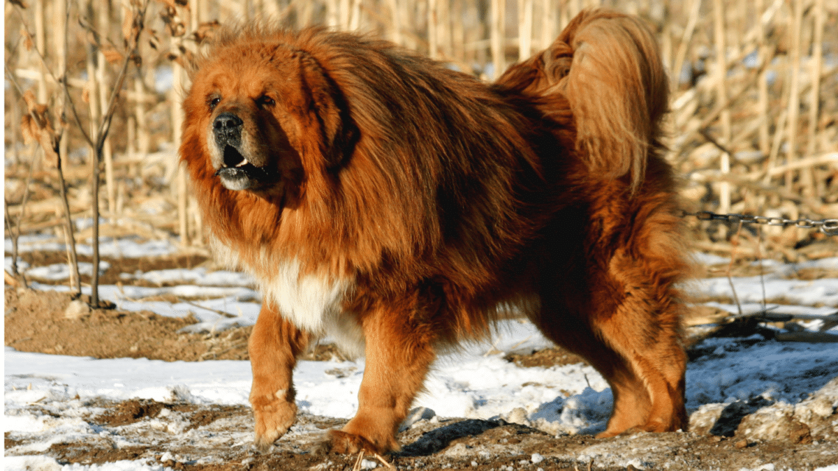 The 15 Most Expensive Dog Breeds in the World 16 1. Tibetan Mastiff Most Expensive Dog Breeds
