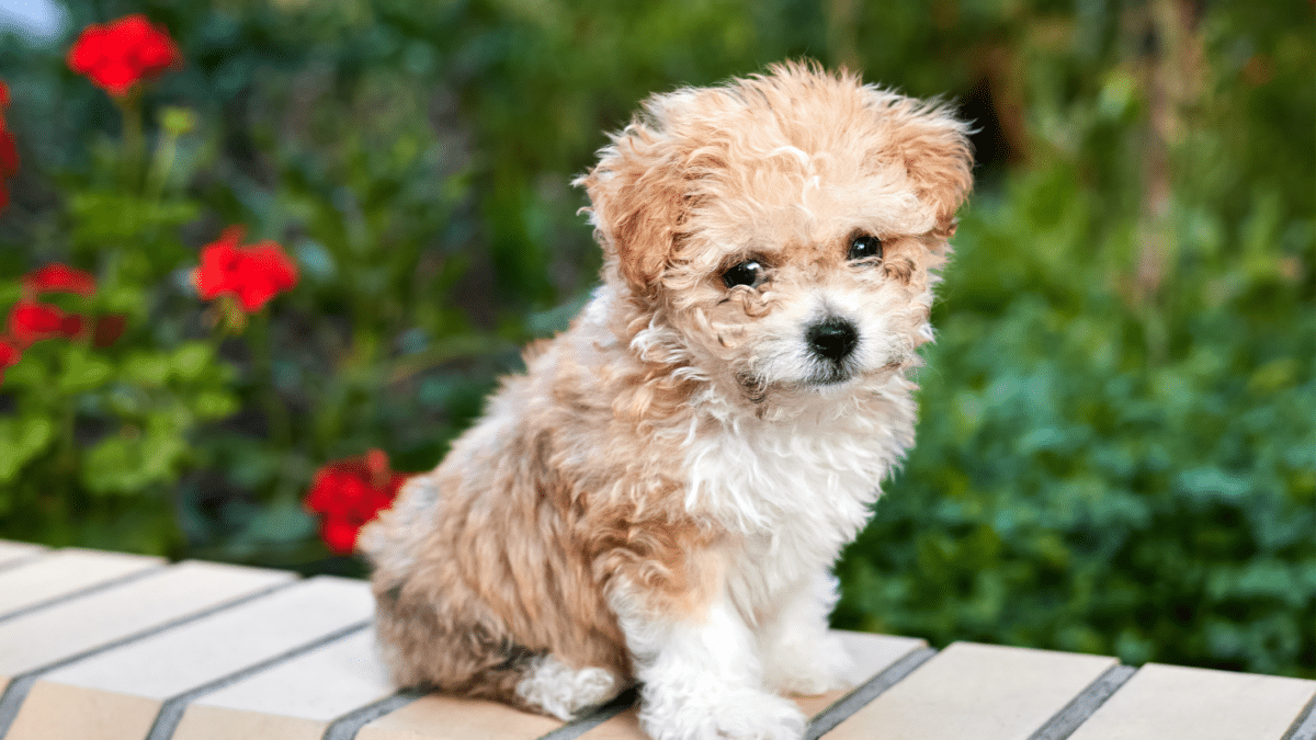 10 Dog Breeds For Cozy Apartment Living 2 Maltipoo
