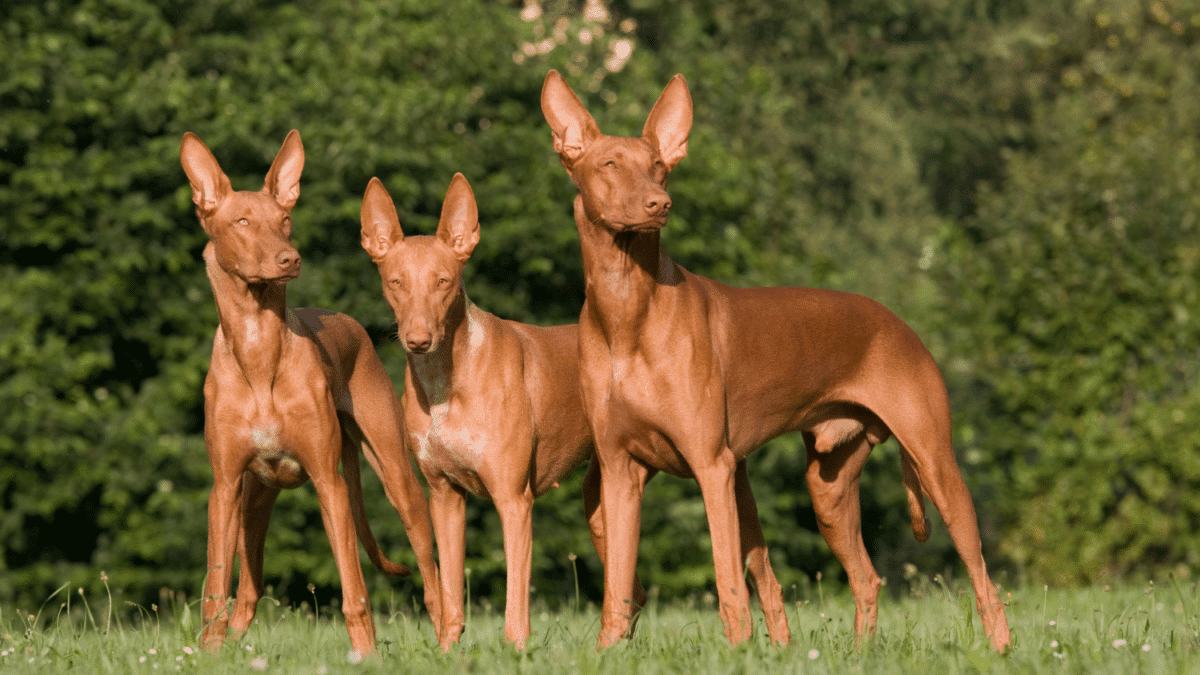 The 15 Most Expensive Dog Breeds in the World 7 10. Pharaoh Hound Most Expensive Dog Breeds