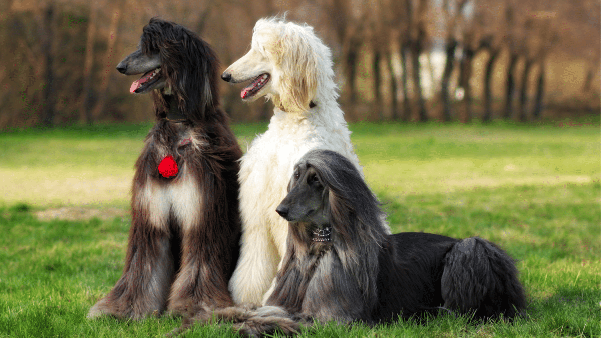 The 15 Most Expensive Dog Breeds in the World 6 11. Afghan Hound Most Expensive Dog Breeds