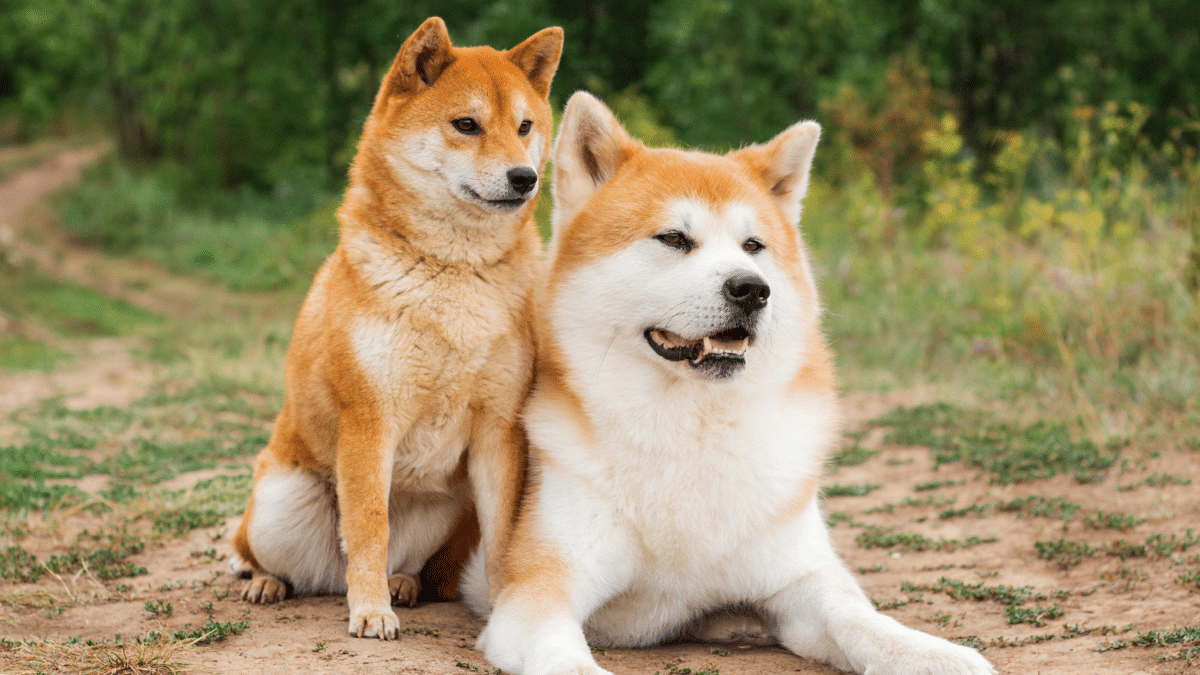 The 15 Most Expensive Dog Breeds in the World 5 12. Akita Most Expensive Dog Breeds
