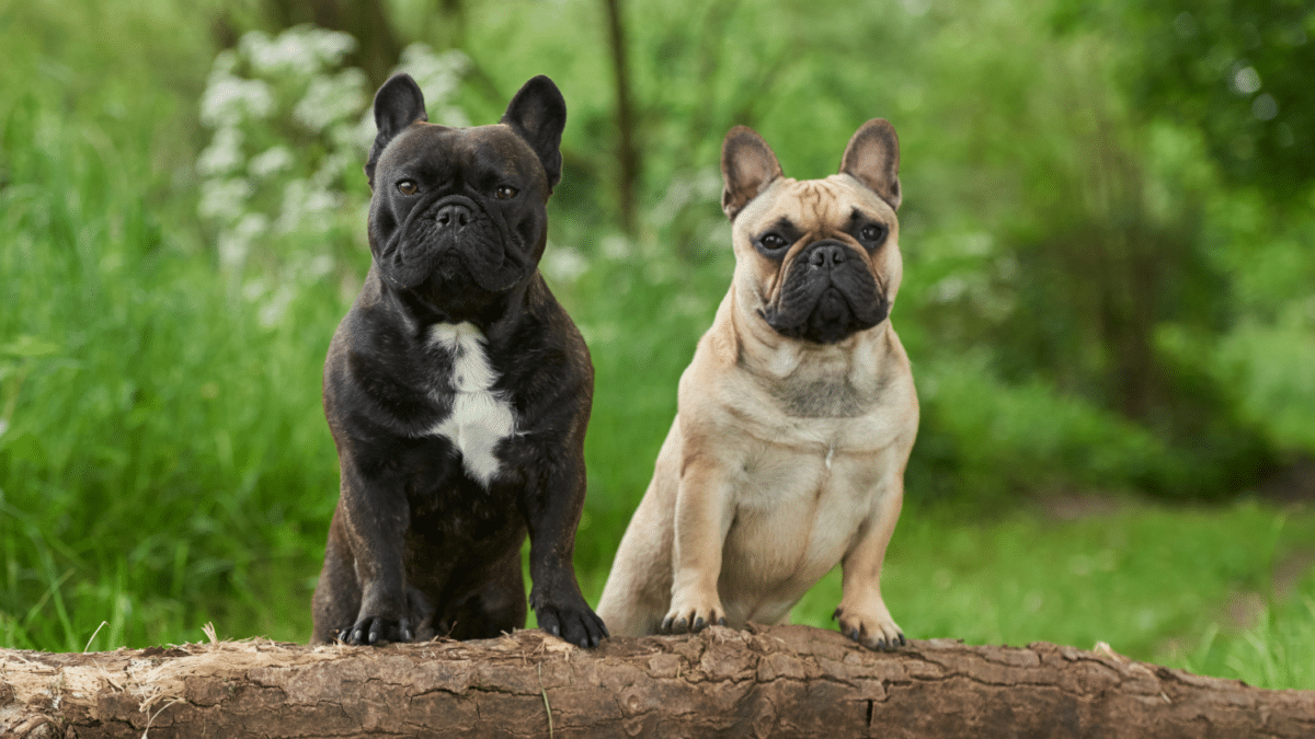 The 15 Most Expensive Dog Breeds in the World 4 13. French Bulldog Most Expensive Dog Breeds