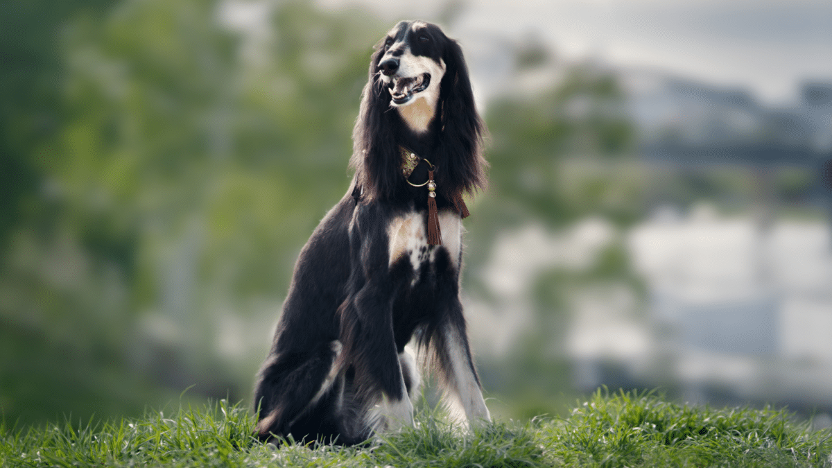 The 15 Most Expensive Dog Breeds in the World 3 14. Saluki Most Expensive Dog Breeds