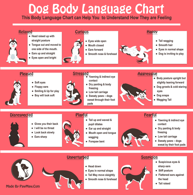 Decoding Your Dog's Body Language 2 1554997417 Dog Body Language Chart