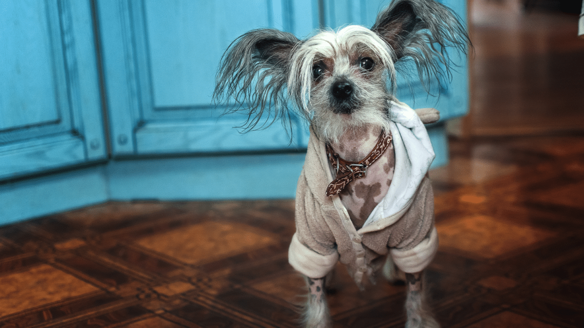10 Dog Breeds For Cozy Apartment Living 10 Chinese Crested