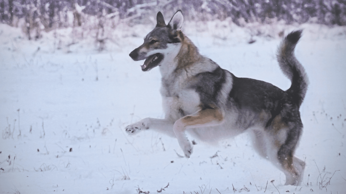 The 15 Most Expensive Dog Breeds in the World 15 2. Czechoslovakian Wolfdog Most Expensive Dog Breeds