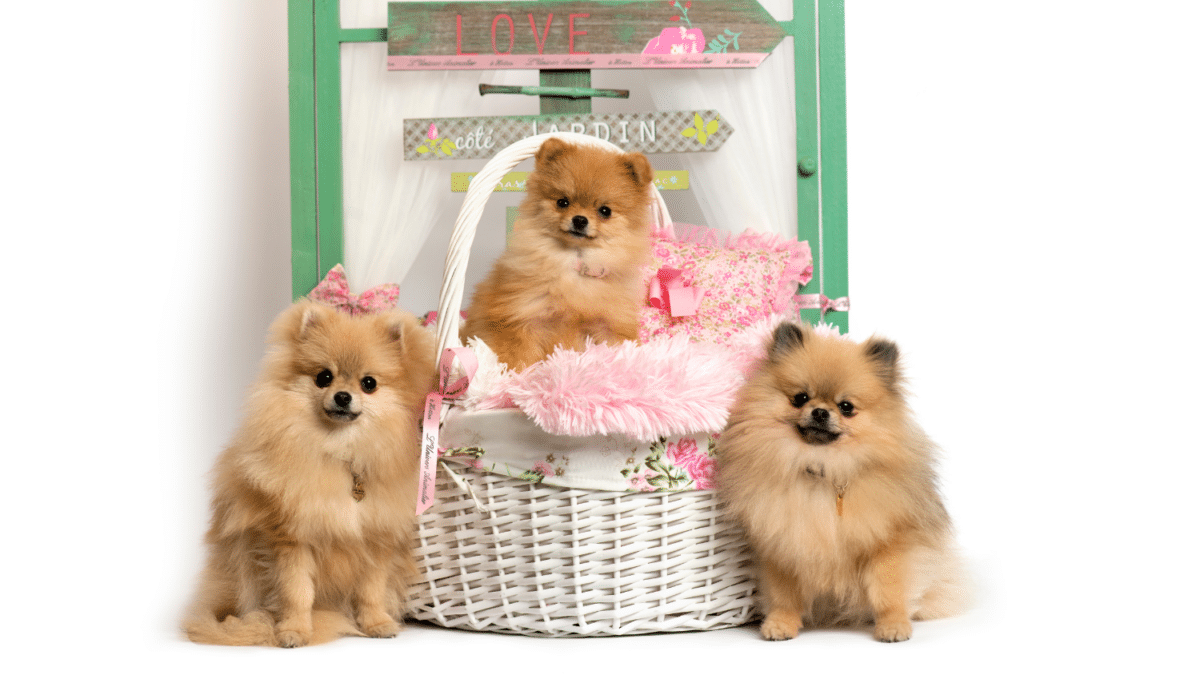 10 Dog Breeds For Cozy Apartment Living 9 German Spitz