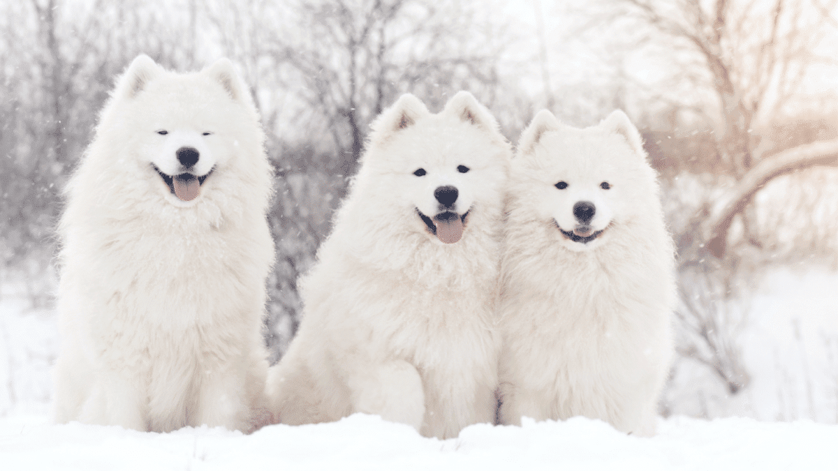 The 15 Most Expensive Dog Breeds in the World 14 3. Samoyed Most Expensive Dog Breeds