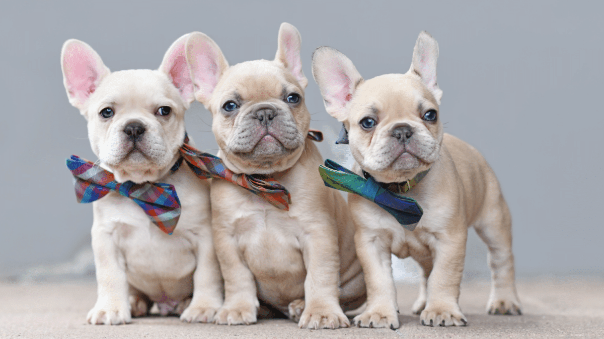 10 Dog Breeds For Cozy Apartment Living 8 French Bulldog
