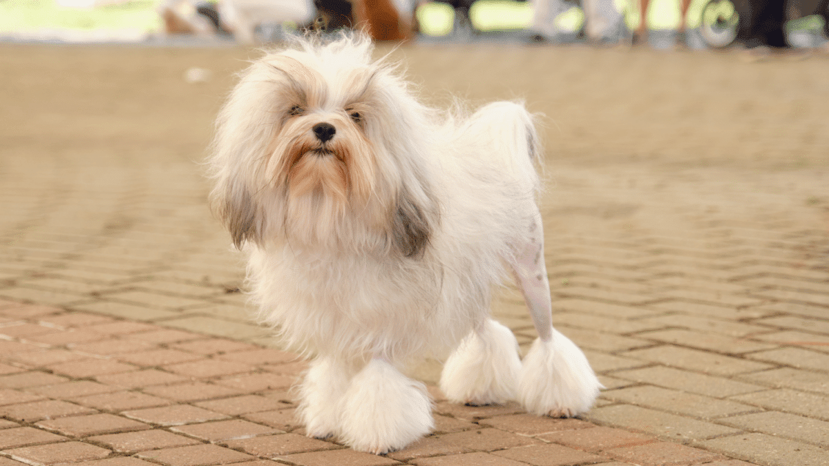 The 15 Most Expensive Dog Breeds in the World 13 4. Lowchen Most Expensive Dog Breeds