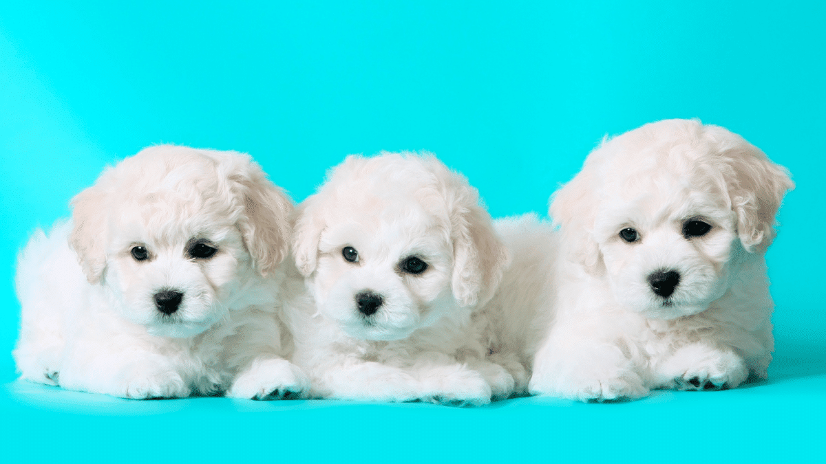 10 Dog Breeds For Cozy Apartment Living 7 Bichon Frisé