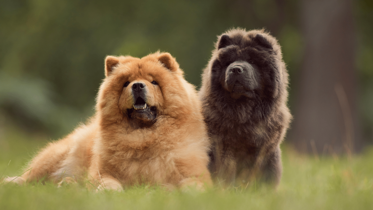 The 15 Most Expensive Dog Breeds in the World 12 5. Chow Chow Most Expensive Dog Breeds