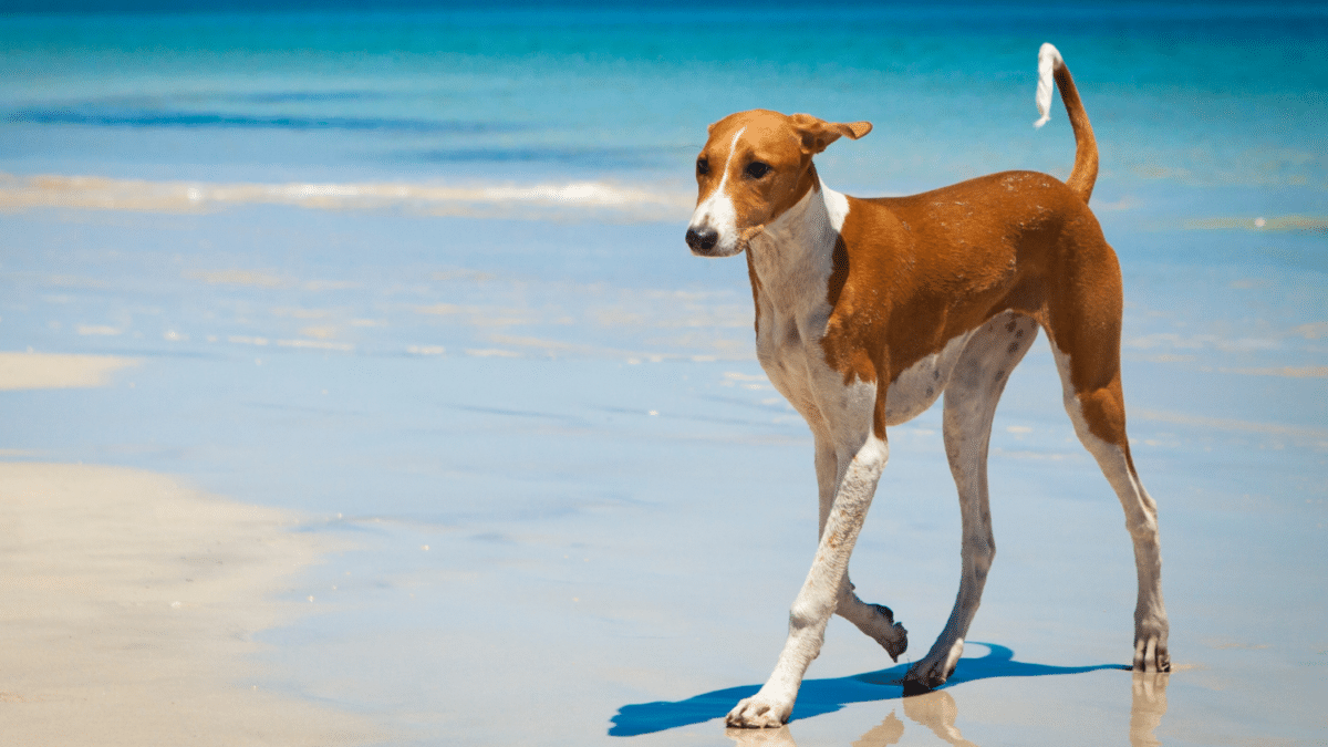 The 15 Most Expensive Dog Breeds in the World 11 6. Azawakh Most Expensive Dog Breeds