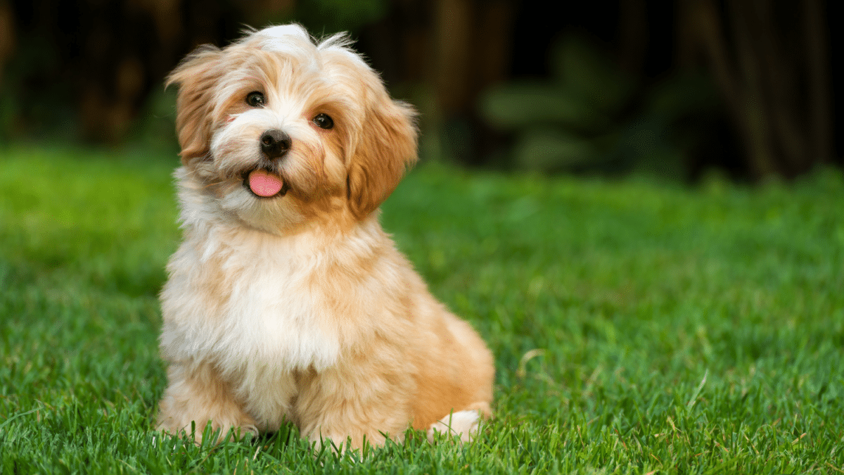 10 Dog Breeds For Cozy Apartment Living 6 Havanese
