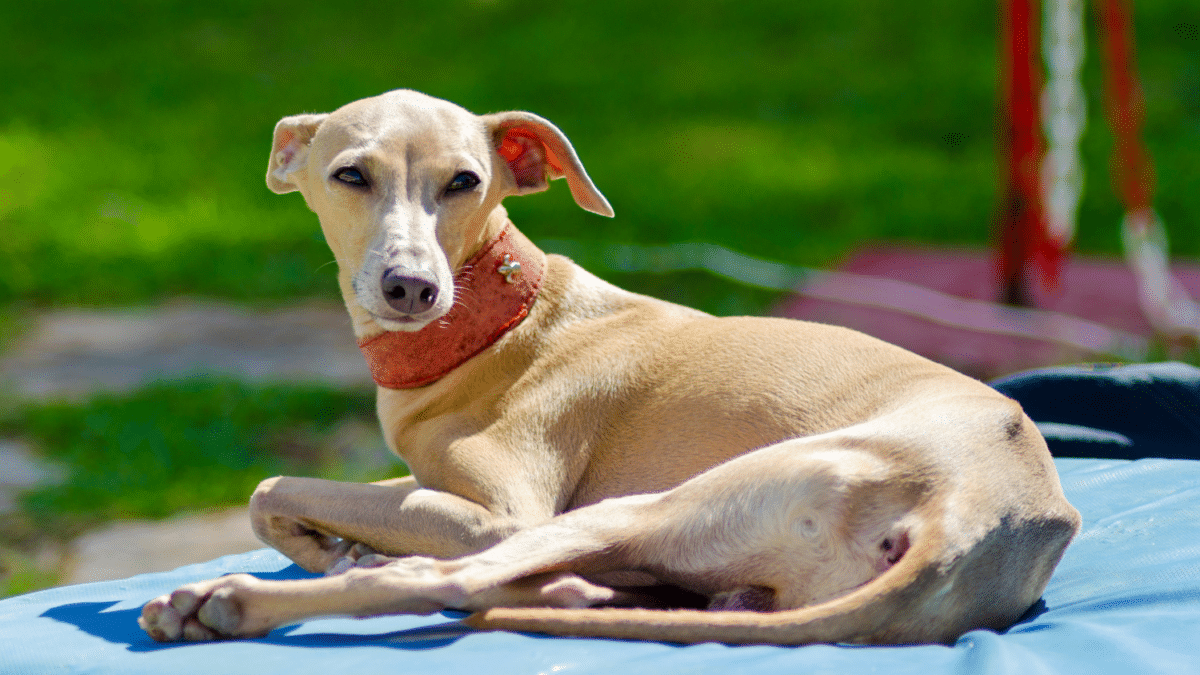 10 Dog Breeds For Cozy Apartment Living 5 Italian Greyhound