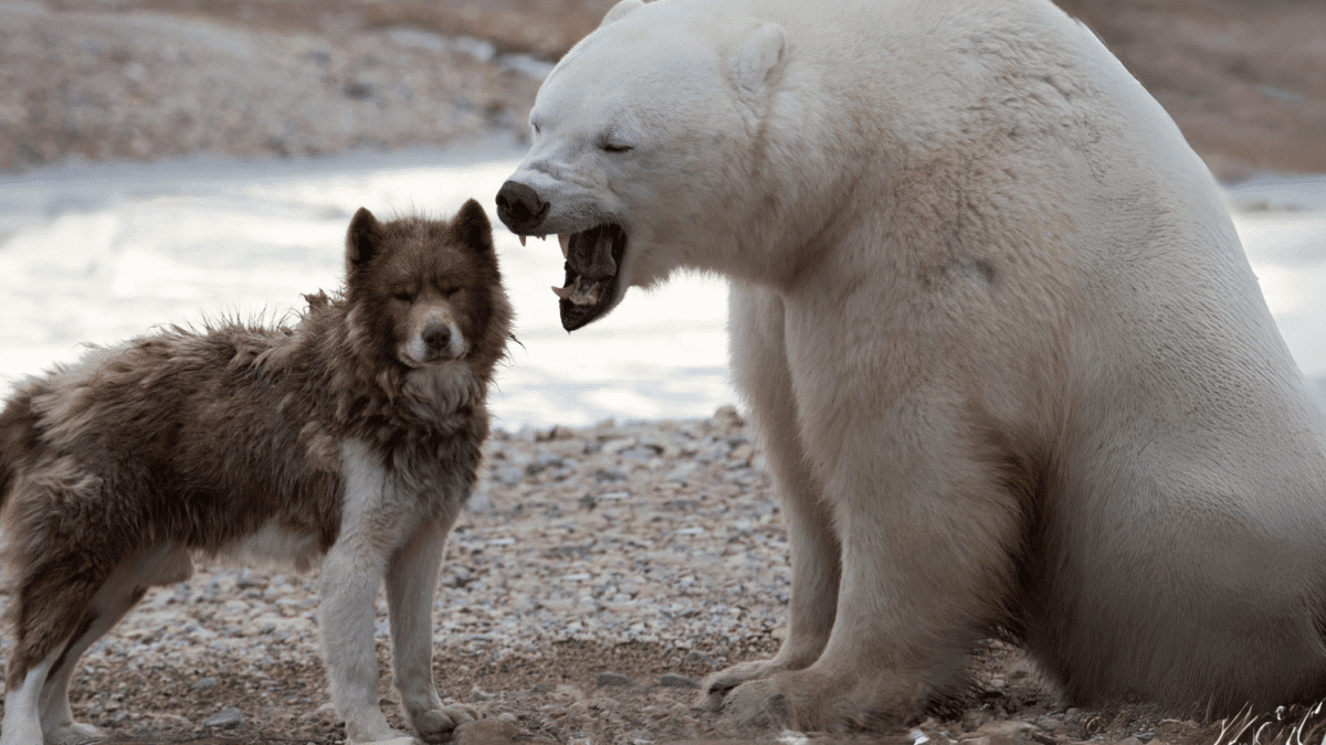 The 15 Most Expensive Dog Breeds in the World 9 8. Canadian Eskimo Dog Most Expensive Dog Breeds