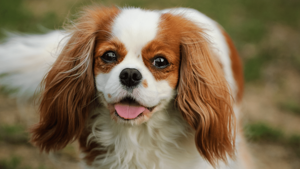 10 Dog Breeds For Cozy Apartment Living 4 Cavalier King Charles Spaniel