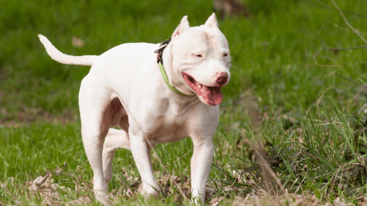 The 15 Most Expensive Dog Breeds in the World 8 9. Dogo Argentino Most Expensive Dog Breeds