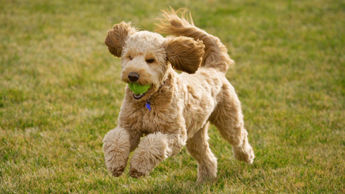 10 Dog Breeds For Cozy Apartment Living 3 Goldendoodles