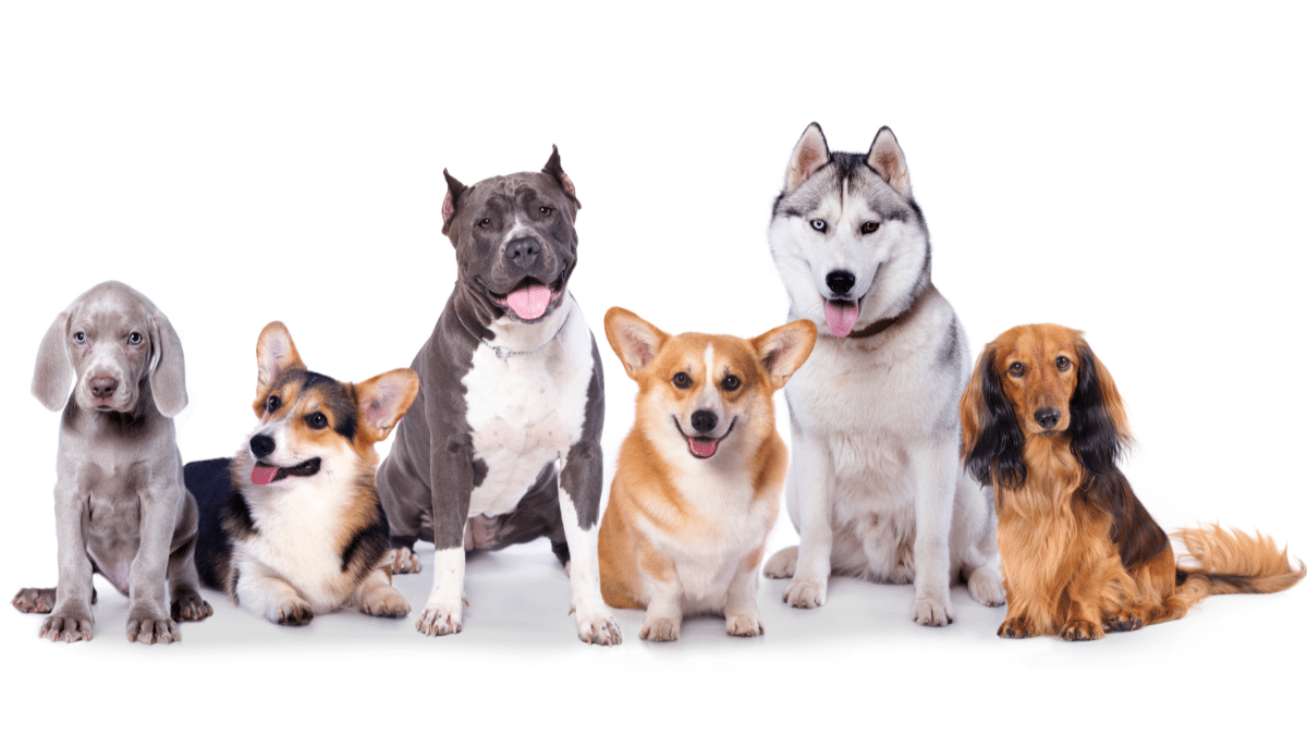 Experts Discover Why Some Dogs Get Cancer and Others Don't 2 Experts Discover Why Some Dogs Get Cancer and Others Dont 2