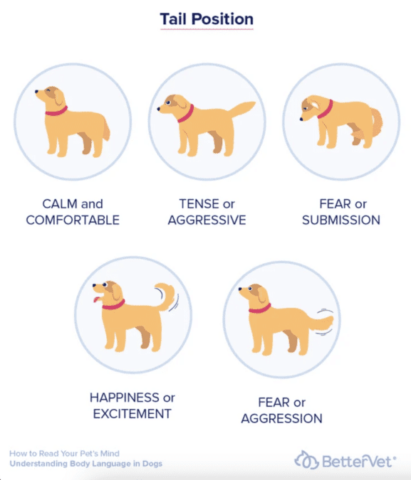 Decoding Your Dog's Body Language 3 Meanings of Dogs Tail Positions