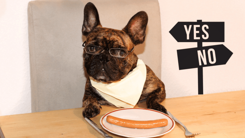 If You Feed Your Dog Sausage, Your Vet is Concerned 7 can i feed my dog sausage as a snack is it safe for a small or large dog or puppy
