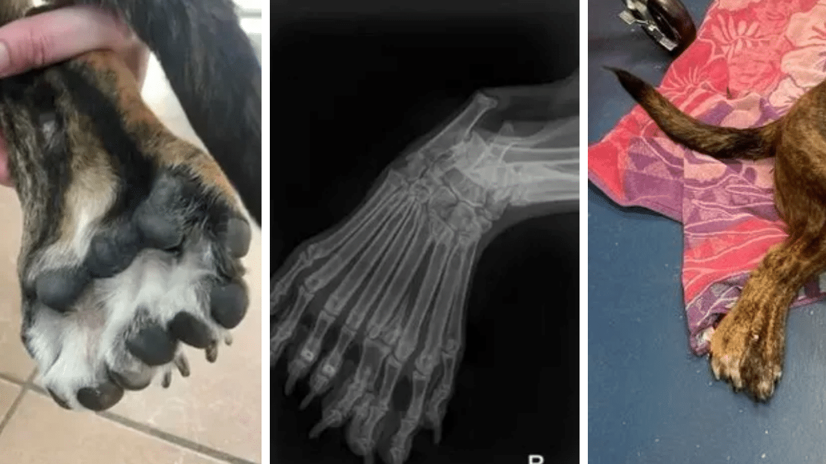 This Rare Dog Was Born With Five Legs! 4 rare dog with five legs in wisconsin