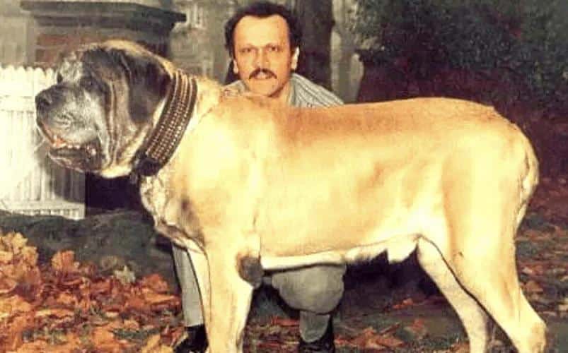 Dog Expert Suggests NOT Owning This Dog Breed 3 zorba worlds largest mastiff