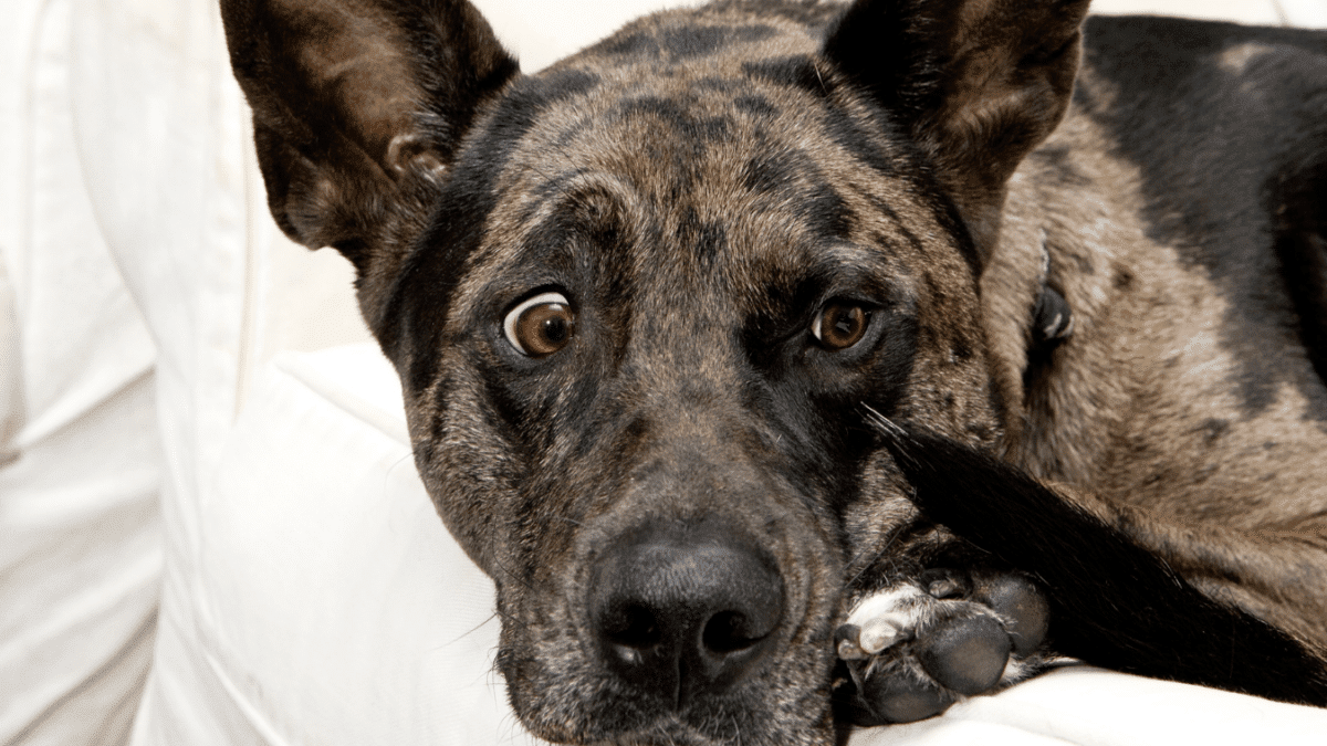 10 Signs Your Dog is Dying 11 1. Cognitive Changes