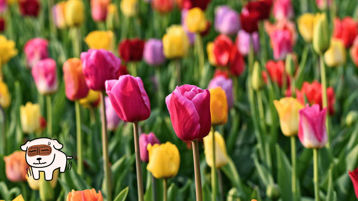 These are 15 Poisonous Plants for Dogs To Stay Away From 16 Tulips