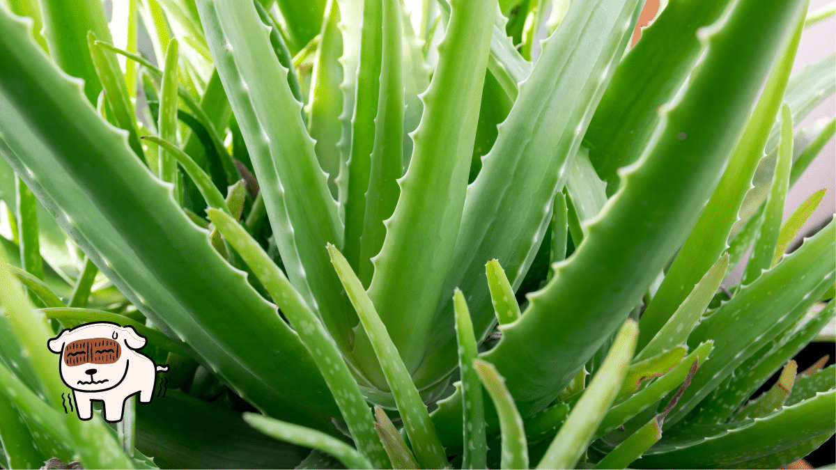 These are 15 Poisonous Plants for Dogs To Stay Away From 6 Aloe Vera