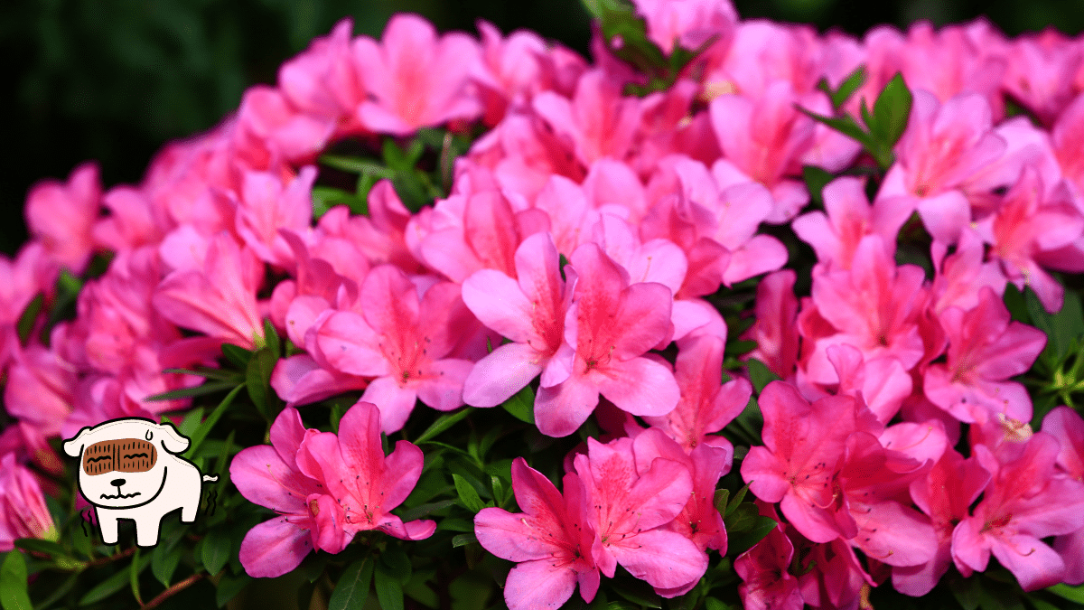 These are 15 Poisonous Plants for Dogs To Stay Away From 4 Azalea