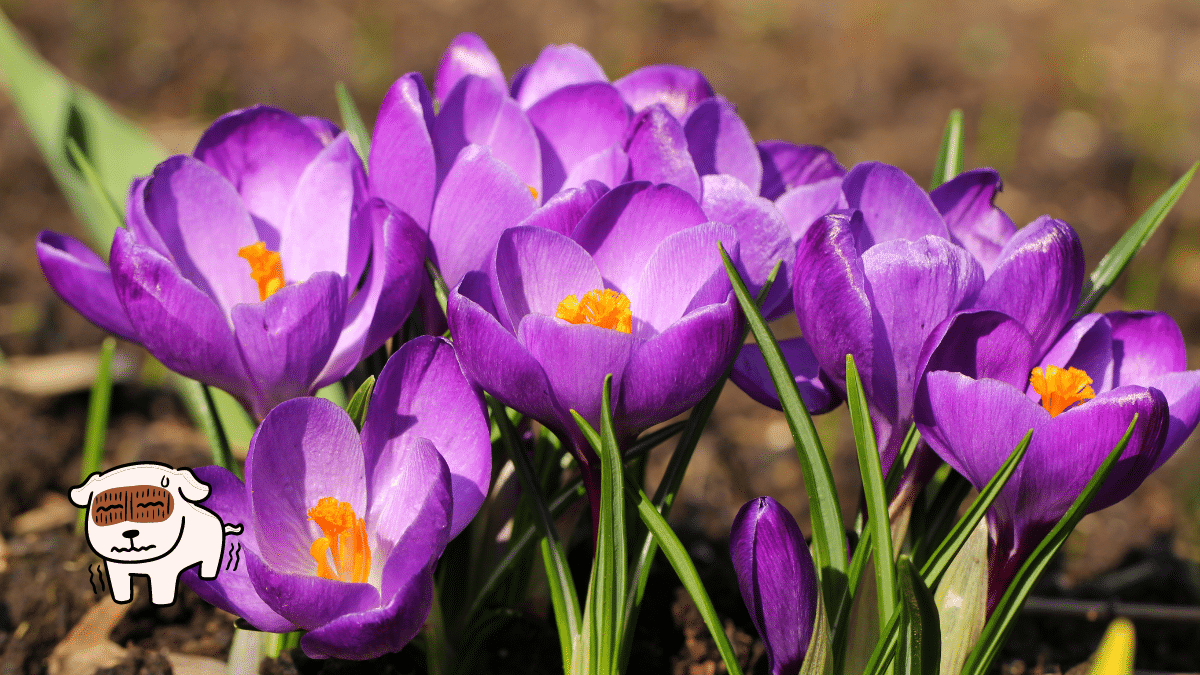 These are 15 Poisonous Plants for Dogs To Stay Away From 3 Autumn Crocus