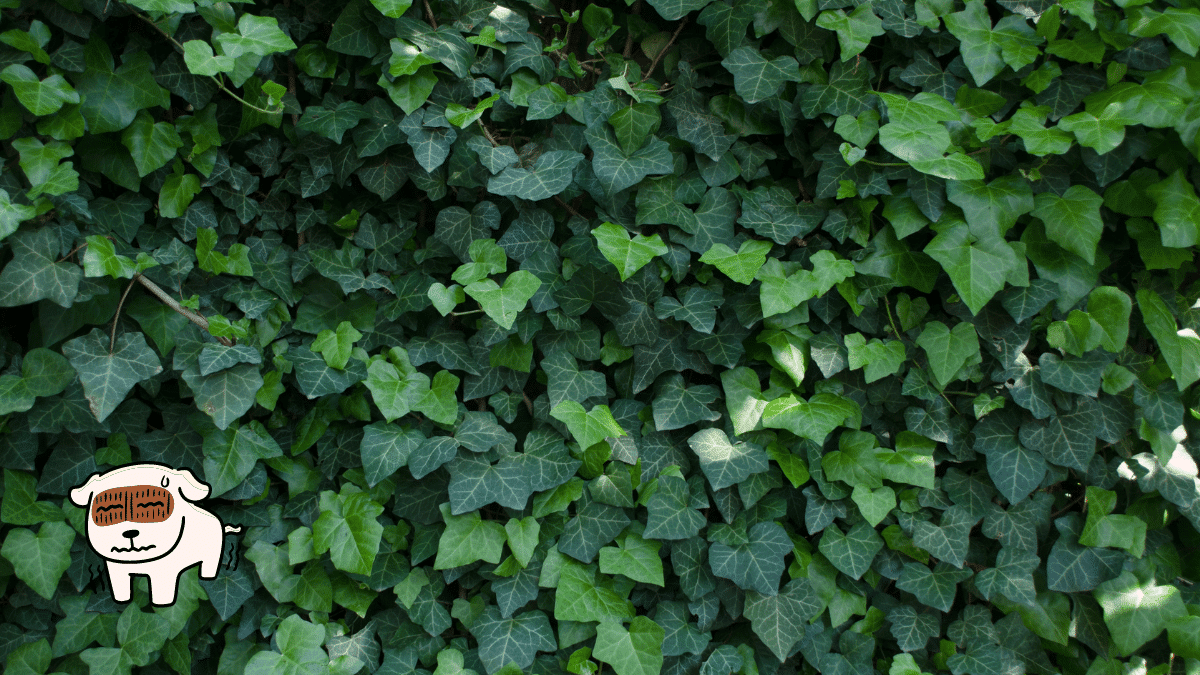 These are 15 Poisonous Plants for Dogs To Stay Away From 15 Ivy