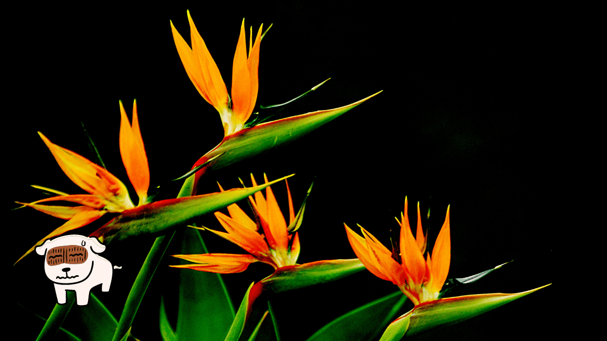 These are 15 Poisonous Plants for Dogs To Stay Away From 14 Birds of Paradise