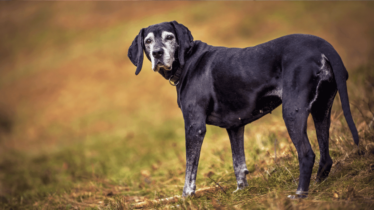 10 Signs Your Dog is Dying 9 3. Slowing Down or Difficulty Moving Around
