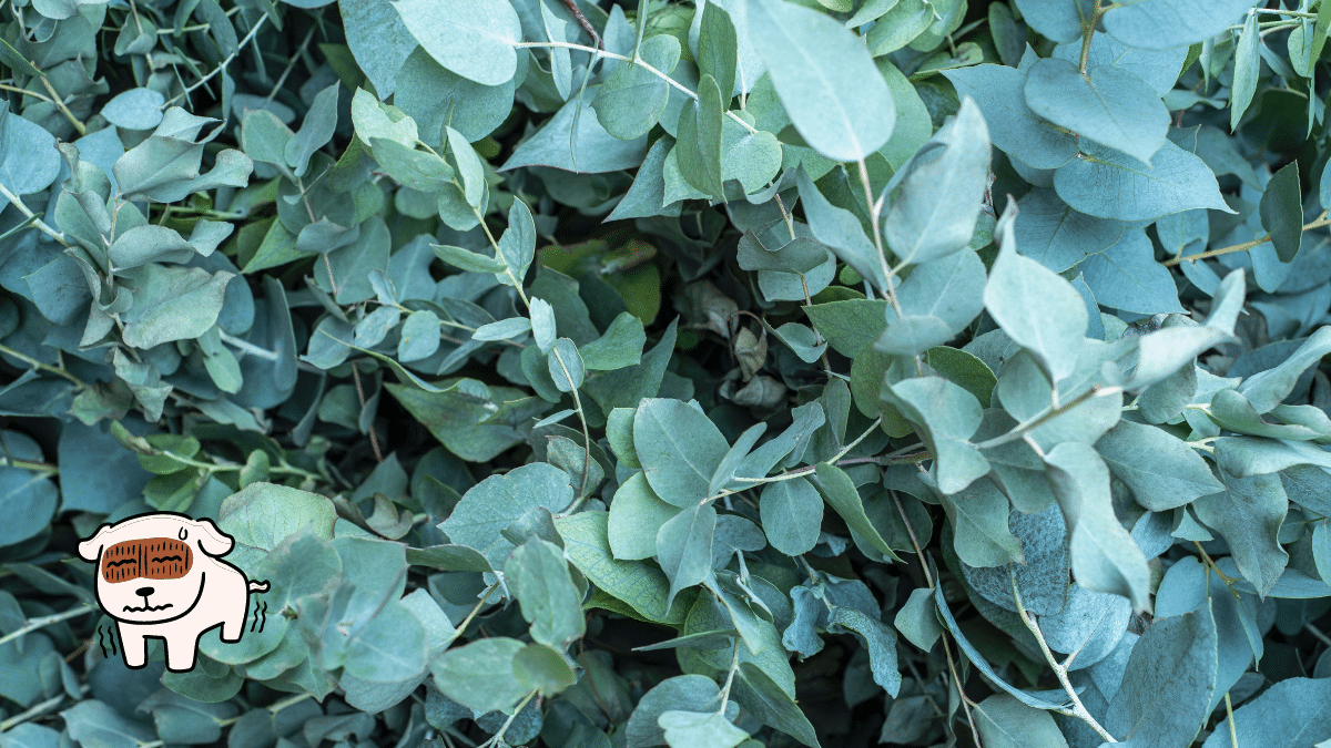 These are 15 Poisonous Plants for Dogs To Stay Away From 13 Eucalyptus