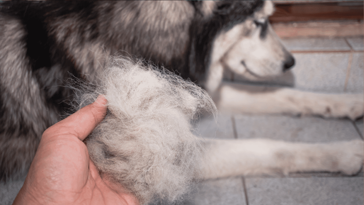 10 Signs Your Dog is Dying 8 4. Poor Coat Condition or Hair Loss