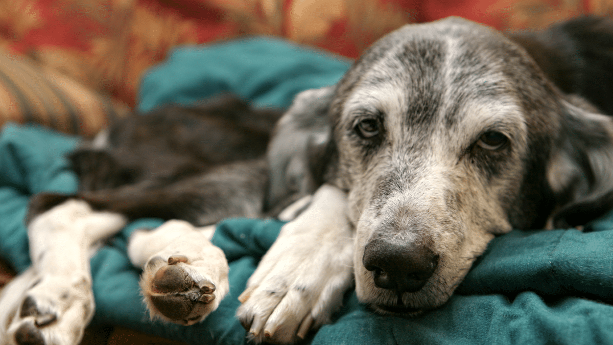 10 Signs Your Dog is Dying 7 5. Change in Attitude