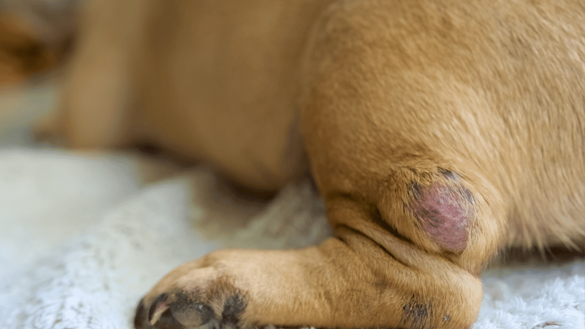10 Signs Your Dog is Dying 6 6. Lumps and Bumps