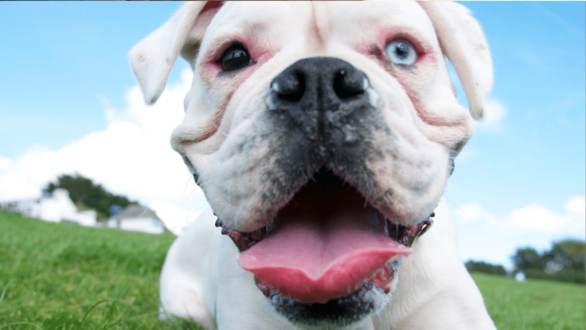 10 Signs Your Dog is Dying 5 7. Bad Breath