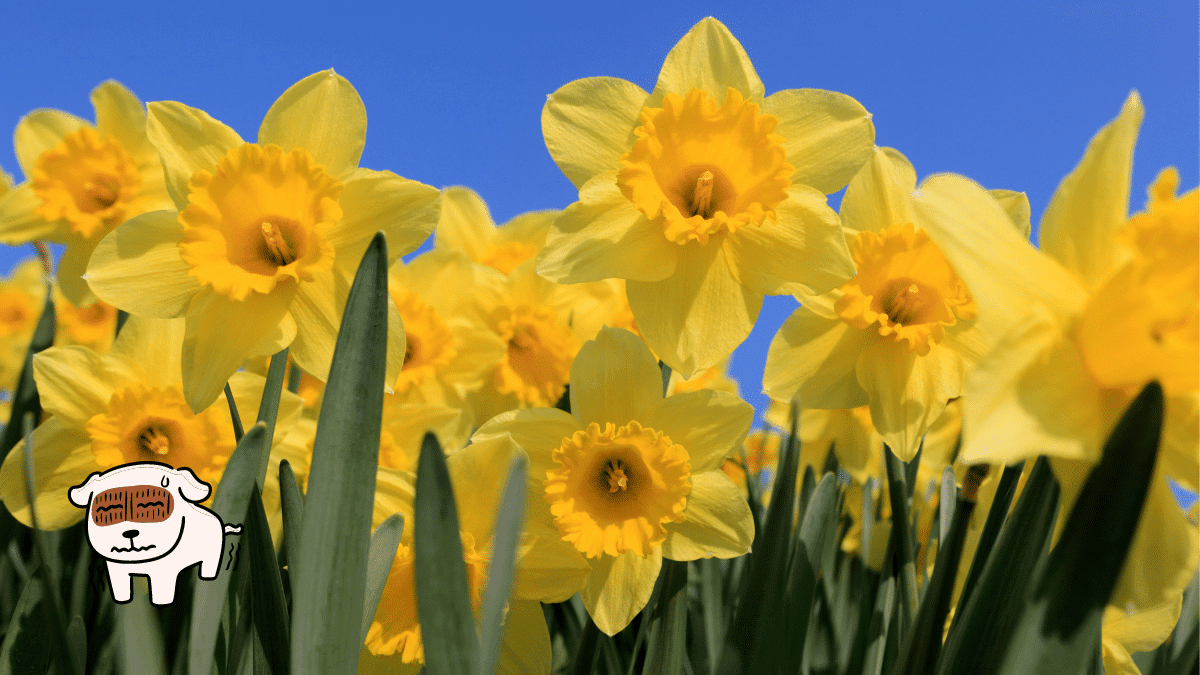 These are 15 Poisonous Plants for Dogs To Stay Away From 10 Daffodil