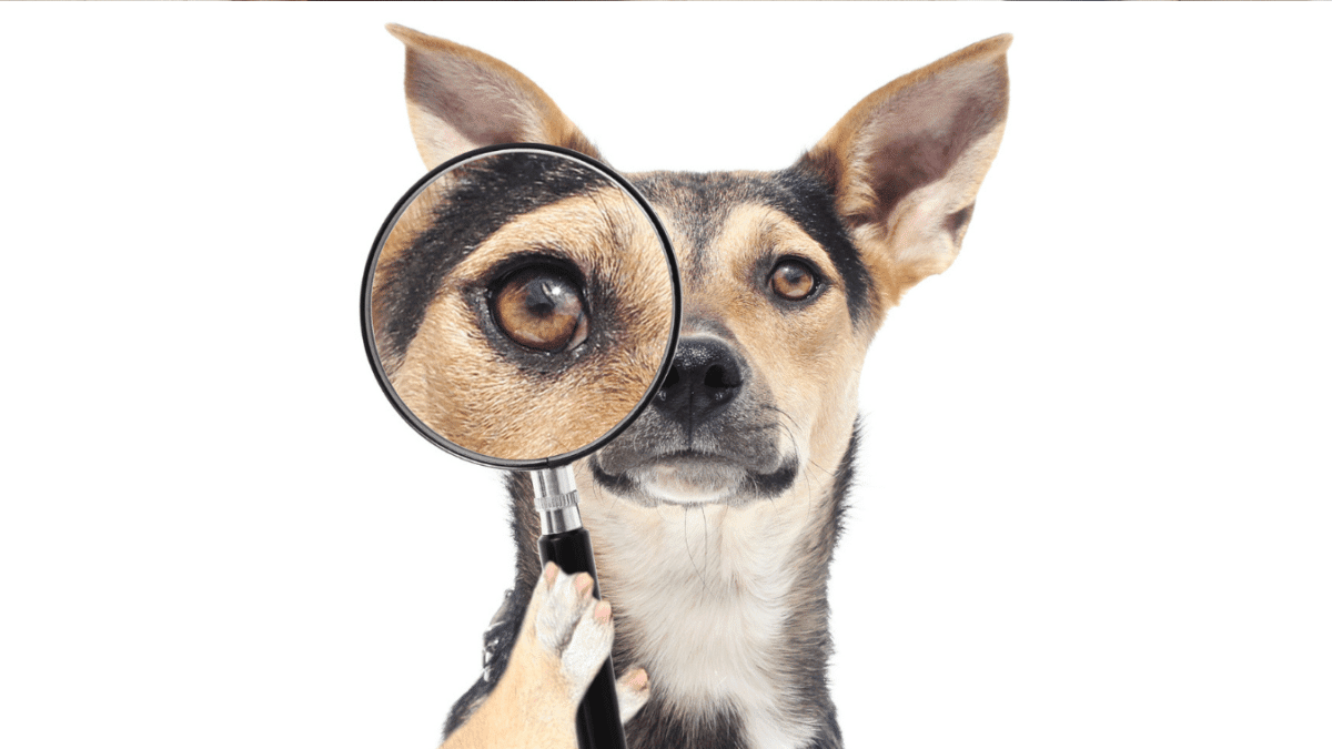 10 Signs Your Dog is Dying 3 9 Cloudy Eyes / Poor Vision