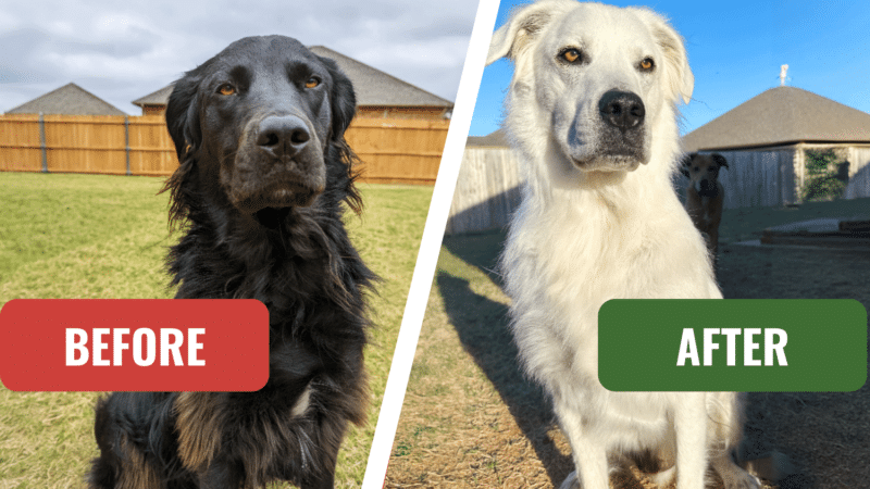 This Viral Dog Went From Black to Completely White in Two Years 9 dog with vitiligo turns black to white auto immune disease