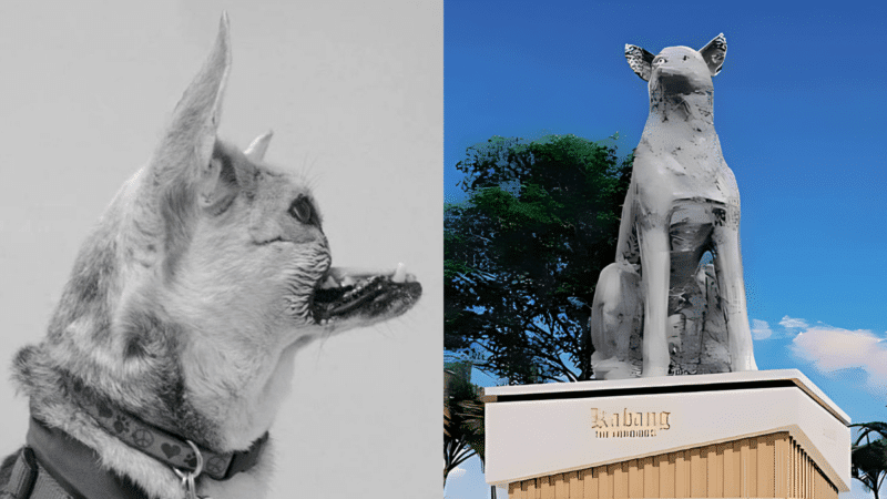 "Hero Dog" Loses Her Nose to Save Lives of Two Children 9 Hero Dog Loses Her Nose to Save Lives of Two Children