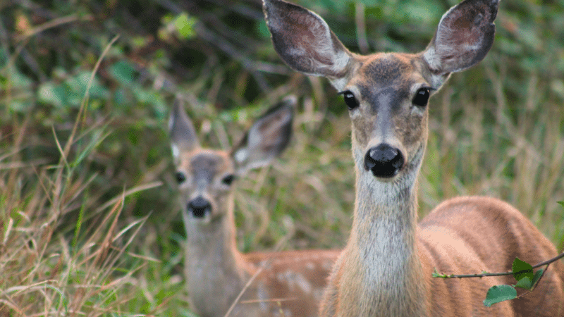 Shocking Deer Attack on Pregnant Woman and Dogs in Colorado 6 Shocking Deer Attack on Pregnant Woman and Dogs in Colorado