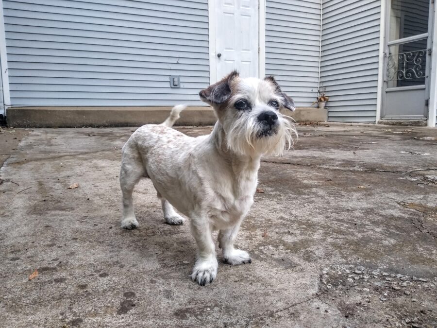 This 18 Year Old Blind and Deaf Dog Gets a Second Chance at Life 3 Abe Setter's dog Mr. Puckett passed away during his move to Nashville (source: @mrpuckett Imgur)