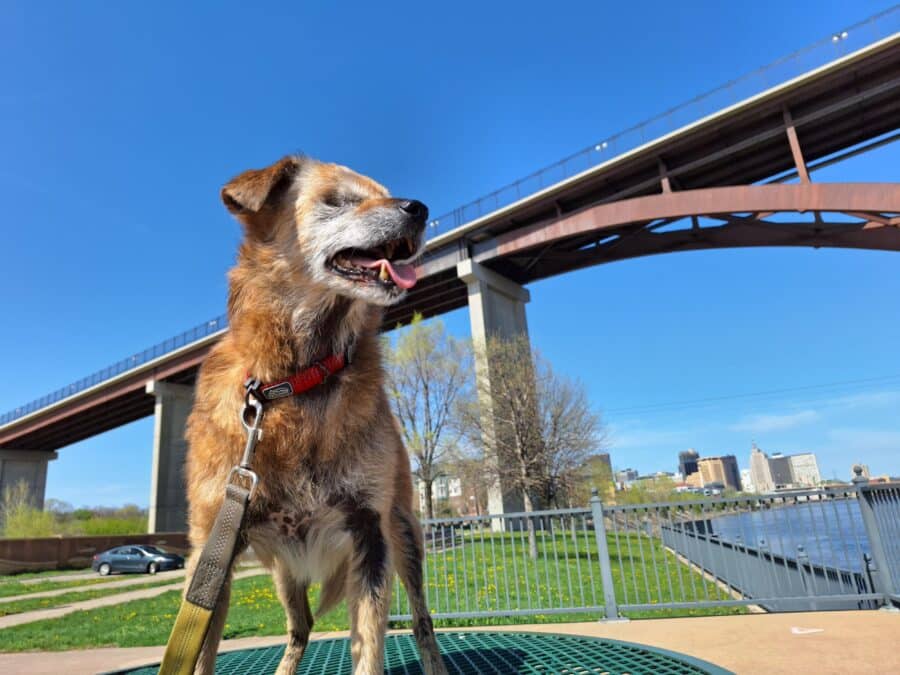 This 18 Year Old Blind and Deaf Dog Gets a Second Chance at Life 5 Nanna Below a Minnesota Bridge